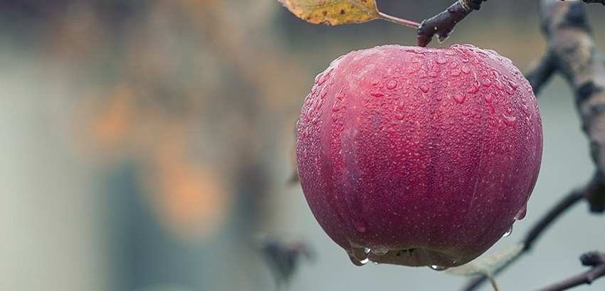 pomme riche en pectines