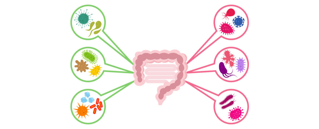 flora intestinal