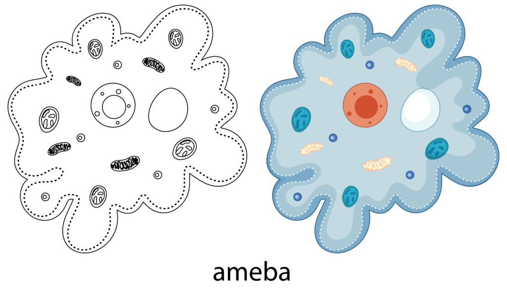 amibe parasite