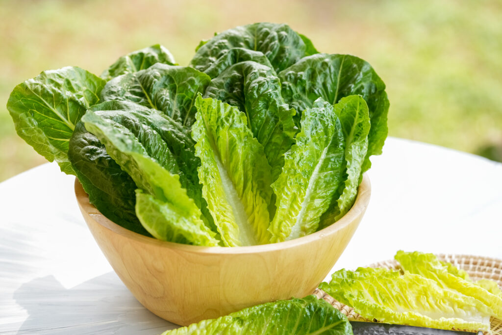 laitue romaine un aliment riche en vitamine A