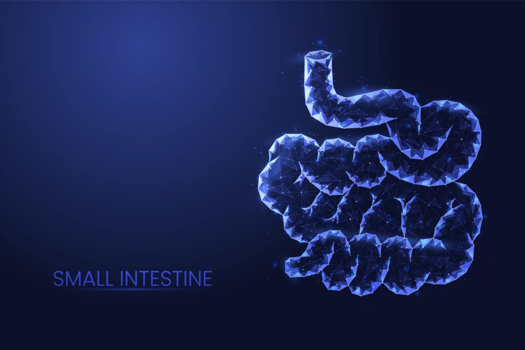 intestin grêle