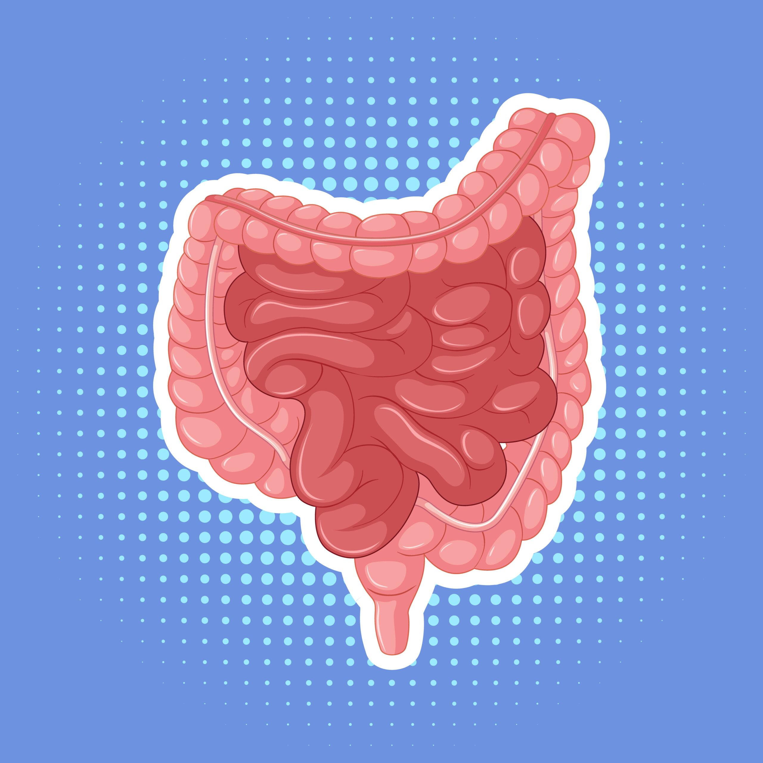 Transit intestinal normal