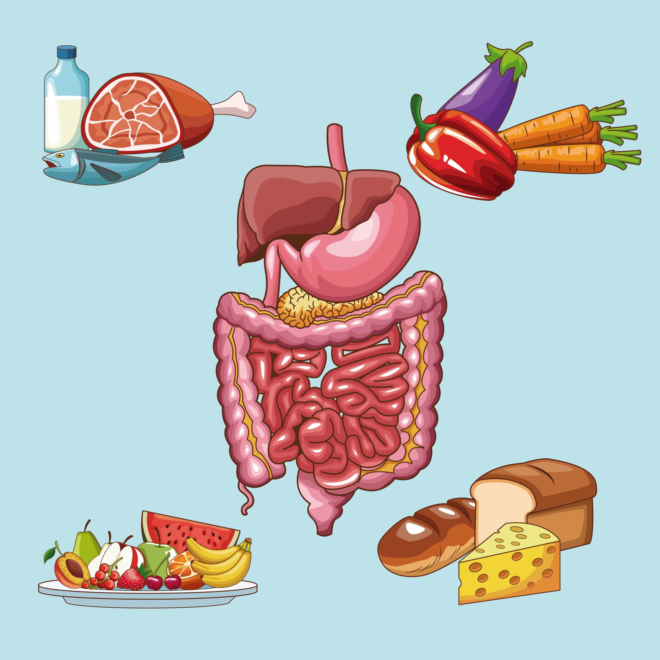 alimentation système digestif sain