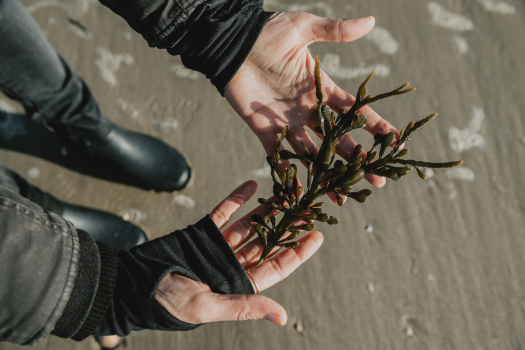 fucus régime alimentaire