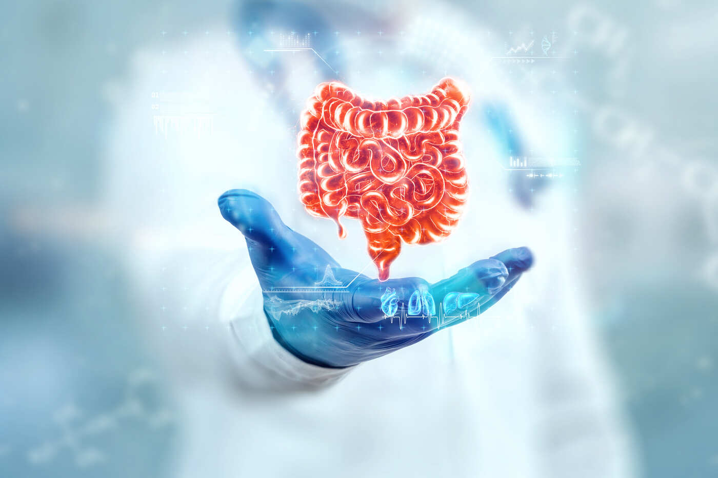 intestin grêle médecin