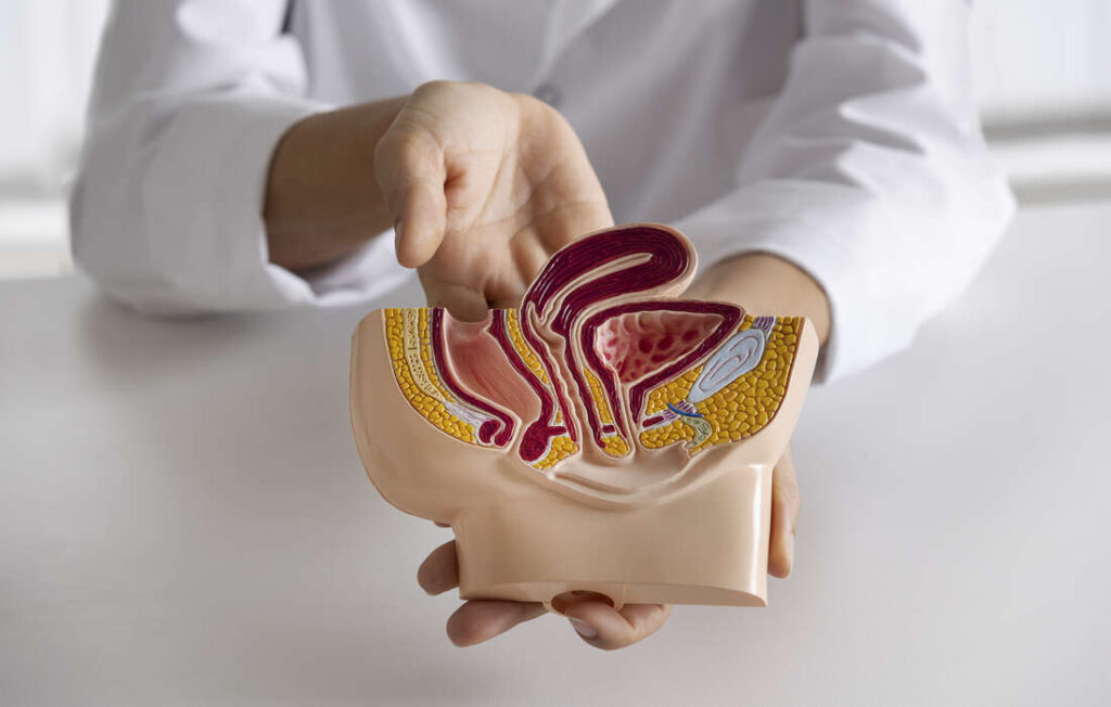Importance de la Prostate 