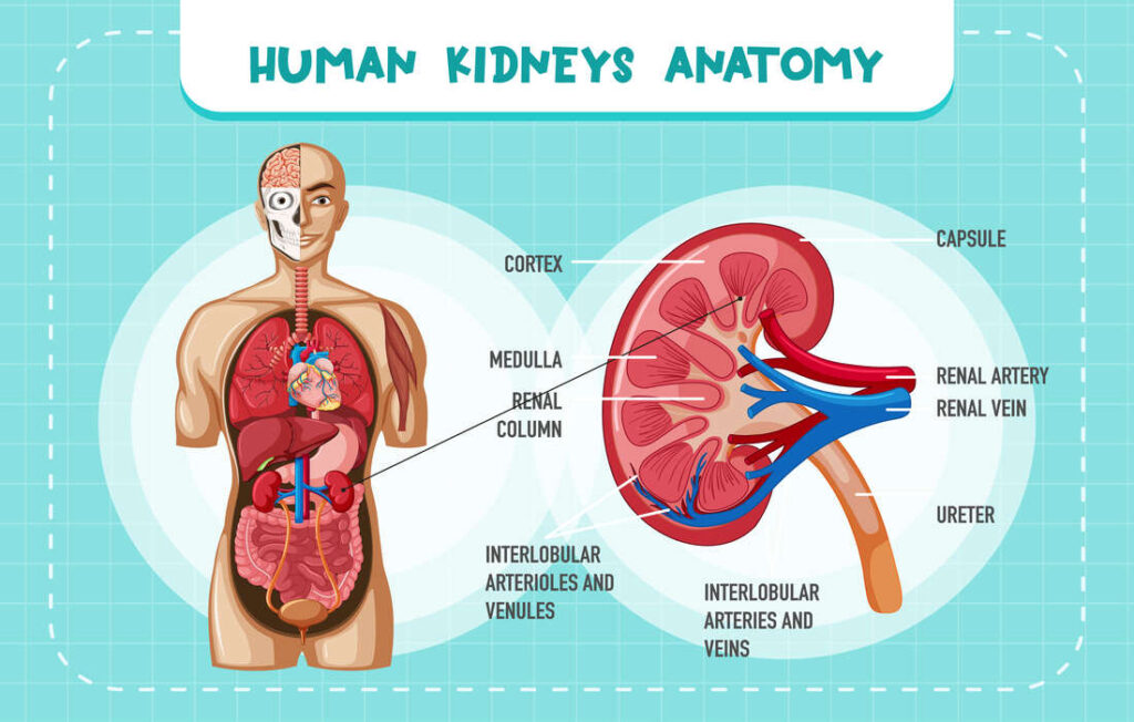 anatomie du rein