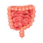 Rectum