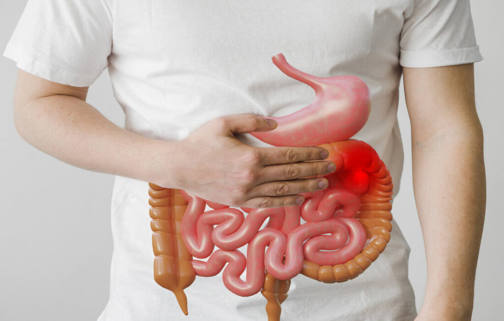 Anatomie du Système Digestif
